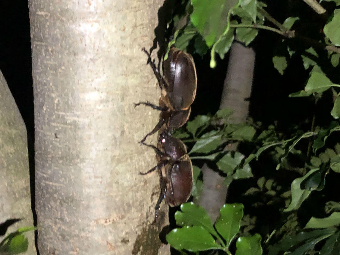 シマトネリコとカブトムシ カブトムシの飼育は辞めようと思った日