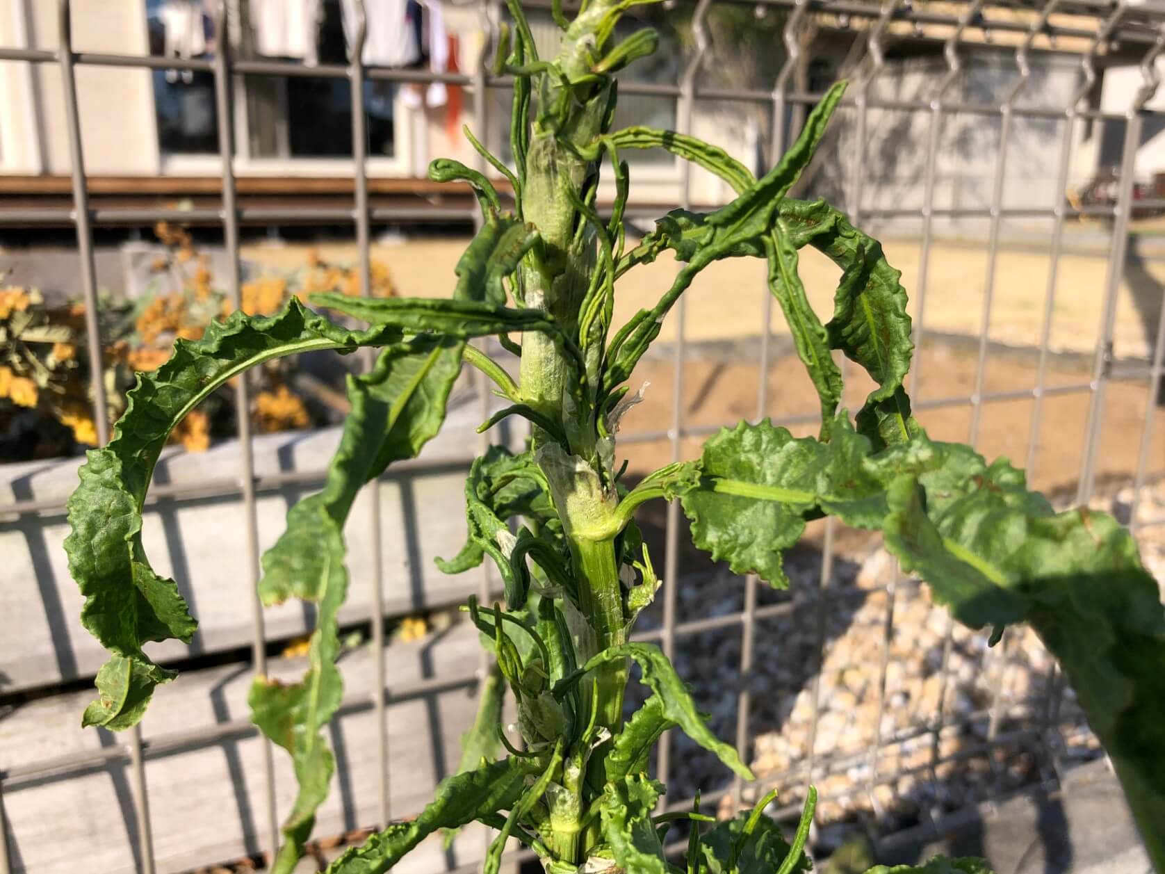 隣の空き地の草を食べる